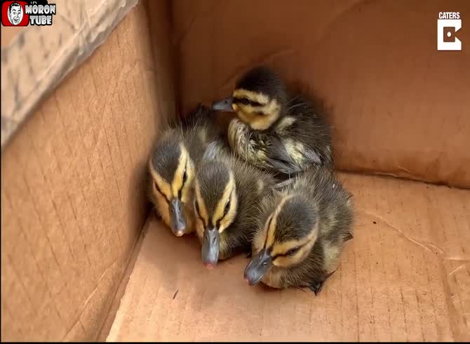 Video :Ducklings are saved by a YouTube video including duck cries